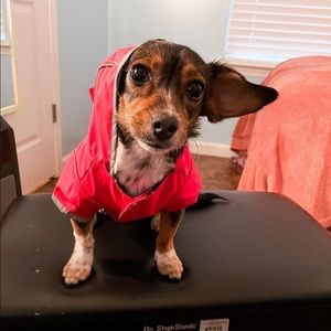 Reversible Dog Rain Jacket, XS